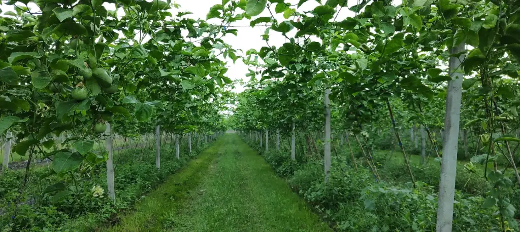 Orchard Maintenance
